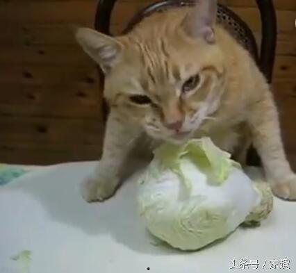 爱吃的小猫被爆料视频是真的吗,爱吃小猫爆料视频真实性揭秘 第1张 爱吃的小猫被爆料视频是真的吗,爱吃小猫爆料视频真实性揭秘 第1张